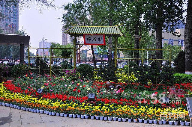 武汉室外花坛摆放 草花草坪 园林绿化设计施工养护的图片